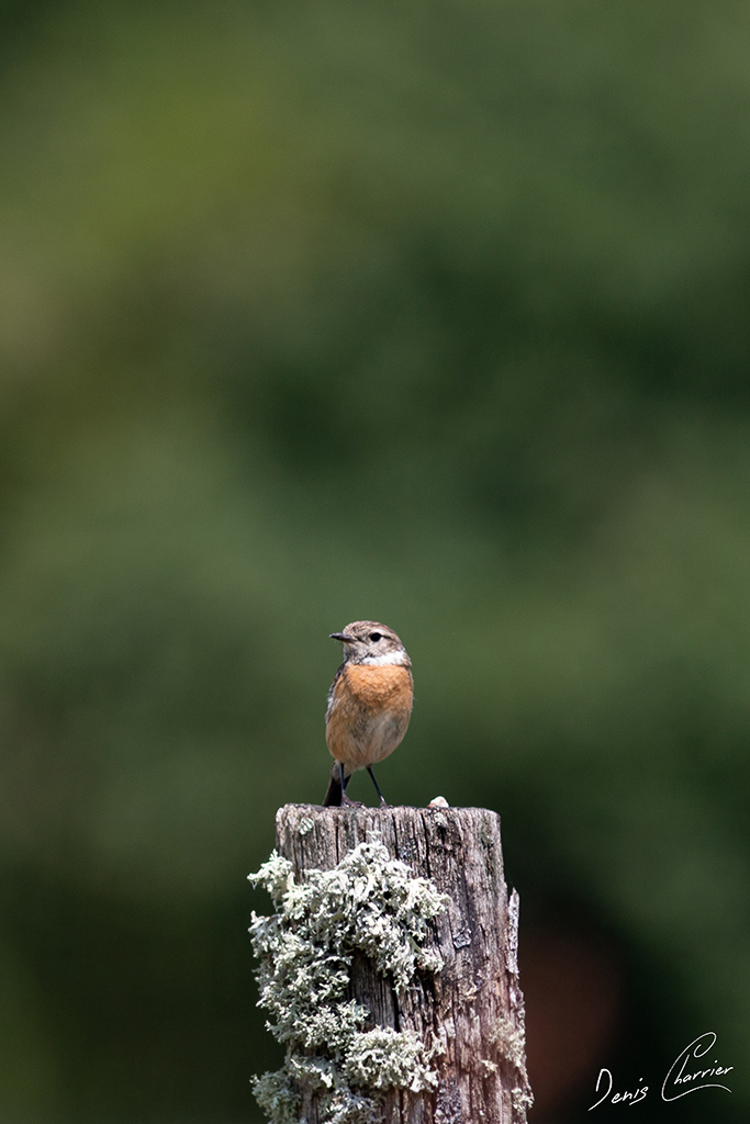Rougequeue perché sur un piquet